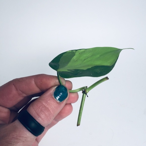 HOUSE PLANT CUTTINGS!! RARE Heartleaf Philodendron BRASIL Cutting, + many others - Picture 4 of 10